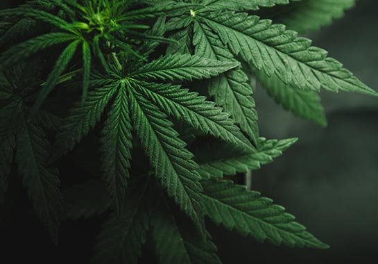 Quais as causas prejudiciais do consumo da maconha para o pulmão?